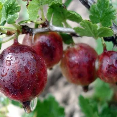 Плодовые разные Деревья и кустарники - купить по выгодным ценам в  интернет-магазине OZON (691010151)