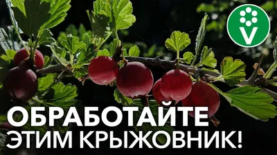 Купить саженцы крыжовника на штамбе с бережной доставкой