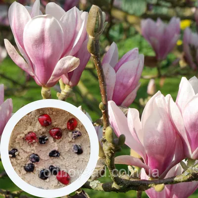 Купить Магнолия лилиецветковая \"Nigra\" семена (10 шт) (Magnolia liliiflora)  пурпурная морозостойкая в Украине
