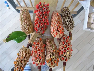 Семена магнолии в стручках на дереве. Стоковое Фото - изображение  насчитывающей конус, естественно: 206092046
