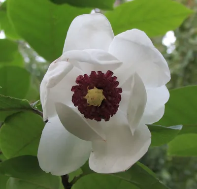 Купить семена Магнолия зибольда. Magnolia sieboldii. | Семена и саженцы  Анатолия Орлова