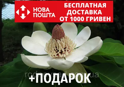 Семена магнолии Лилиецветковая Нигра (ID#1813635559), цена: 83 ₴, купить на  Prom.ua