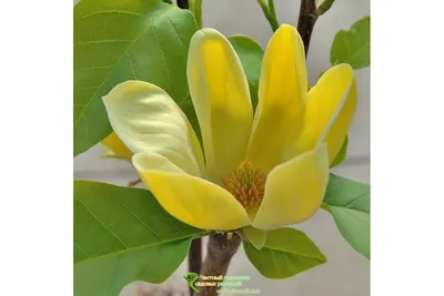 Магнолия Лебнера семена (10 шт) (Magnolia Loebneri) розовая морозостойкая  (ID#1504190266), цена: 99 ₴, купить на Prom.ua