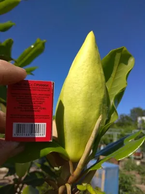 Магнолия обратнояйцевидная семена 10 шт (Magnolia obovata) для саженцеНет в  наличии ✔️ 50 грн. ᐉ Саженцы цветущих и лиственных кустарников в Бердянске  на BON.ua 77276491