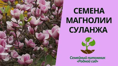 Купить Магнолия трёхлепестная семена (10 шт) (Magnolia tripetala) белая  американская морозостойкая для саженцев в Украине