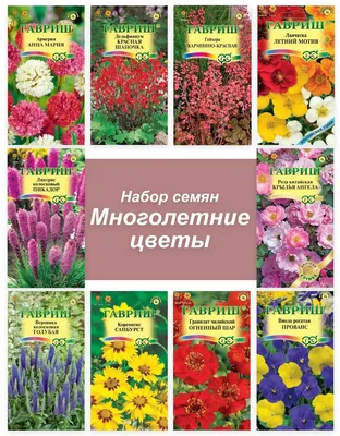 Гелиопсис, Вероника Гавриш Многолетние цветы - купить по выгодным ценам в  интернет-магазине OZON (810273014)