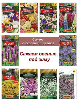 Лён, Алиссумы Агрофирма Аэлита Посадки под осень - купить по выгодным ценам  в интернет-магазине OZON (1155223756)