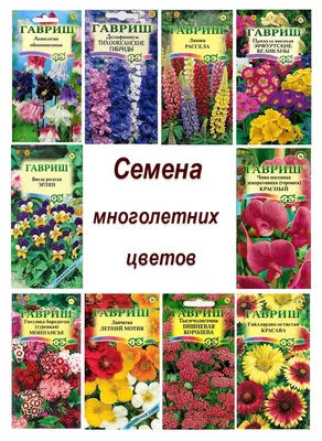 Виолы, анютины глазки, Тысячелистники Гавриш Многолетние цветы - купить по  выгодным ценам в интернет-магазине OZON (227536343)