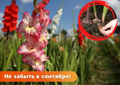 Купить семена: Смесь для Альпийской горки многолетних цветов -  цены,фото,отзывы | Green-Club.com.ua