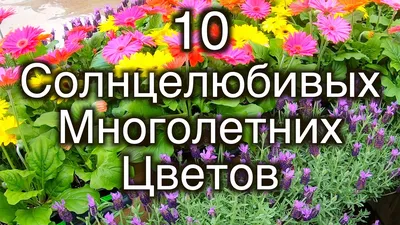 ТОП очаровательных многолетних цветов, которые преобразят сад | НПО «Сады  России» — когда сад в удовольствие! | Дзен