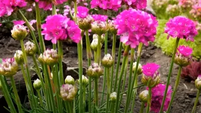 Набор семян Георгина Анвис 0.3 г - 2 уп., семена многолетних цветов для  сада и балкона семена многолетников | AliExpress