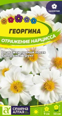 Георгина Отражение Нарцисса 0,2 гр. купить оптом в Томске по цене 18,17 руб.