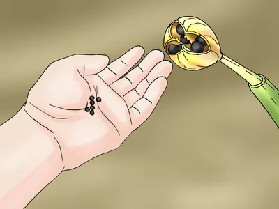 Как разводить нарциссы - wikiHow
