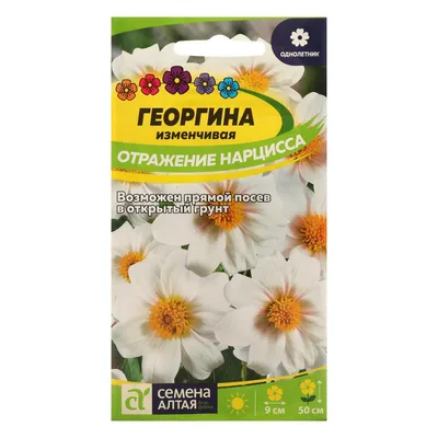 Семена цветов Георгина \"Отражение Нарцисса\", Сем. Алт, ц/п, 0,2 г (7349800)  - Купить по цене от 27.90 руб. | Интернет магазин SIMA-LAND.RU
