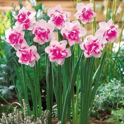 pretty in pink | Семена цветов, Нарциссы, Бонсай растения