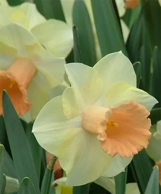 Нарцисс Jetfire, Florium купить в Украине - цена, фото, отзывы | Agrolife