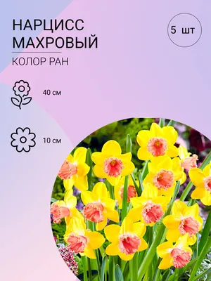 Выращивание и уход за нарциссами