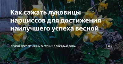 Луковицы Нарцисс купить по выгодной цене в интернет-магазине OZON  (1118086588)