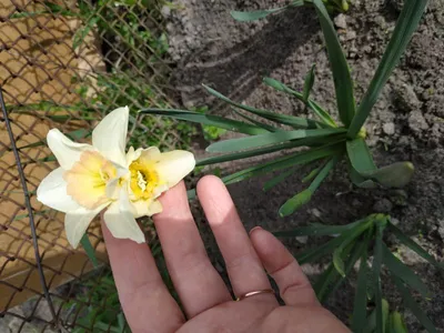 Нарцисс, нарцисс 'Pueblo' - большая упаковка - 50 шт. - – Garden Seeds  Market | Бесплатная доставка