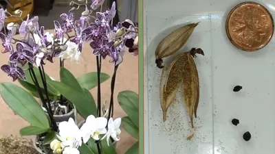 Семена цветов бонсай - 20 семян орхидеи Фаленопсис мини-размера -  Sikumi.lv. Идеи для подарков