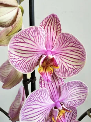 Размножение орхидей семенами || Опыление орхидеи дома - YouTube