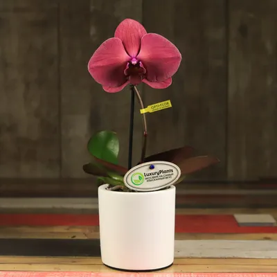 Орхидея Фаленопсис Желто-Розовая (Phalaenopsis)