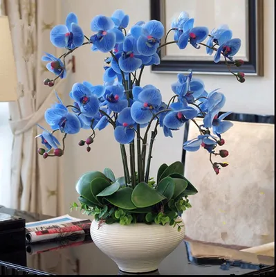 Гигантская Орхидея купить в Москве