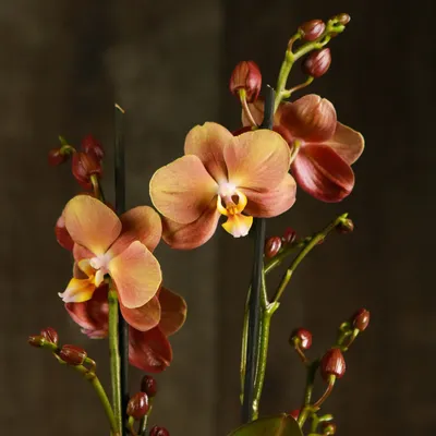 Орхидея Фаленопсис Микс 1 ветка d12 купить с доставкой в МЕГАСТРОЙ Россия