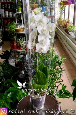Цветущее украшение – фаленопсис: от покупки до нового цветения. Обсуждение  на LiveInternet - Российский Сервис Онлайн-Дневников