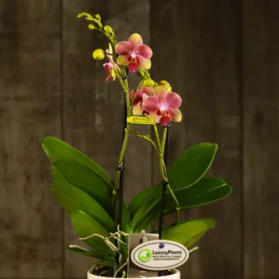 Купить орхидею фаленопсис