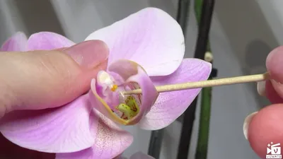 Как получить семена Орхидеи? Опыление Орхидеи. - YouTube