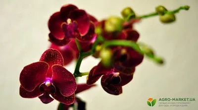 Купить фиолетовые орхидеи Фаленопсис в подвесном кокосовом горшке -  Stekjesbrief.NL