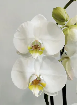 Орхидея Фаленопсис Сезам (Phalaenopsis Sesame)