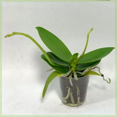 Семена орхидеи Aliexpress Bonsai flowers orchid seeds chromophous  fluttering, Phalaenopsis Orchids -100 pcs - «Что может вырасти из семян  орхидеи с Алиэкспресс? Точно НЕ орхидея ))» | отзывы
