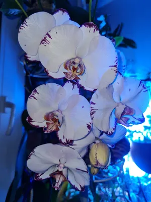Семена орхидеи (+ видео) | Все о цветах | Дзен
