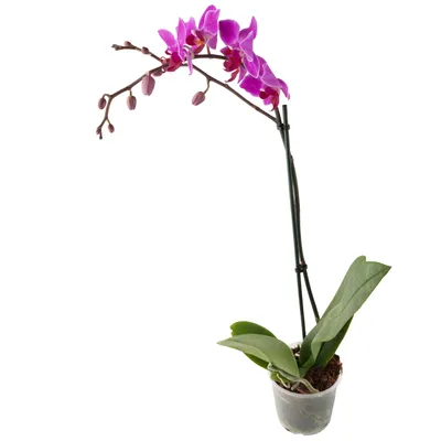 Орхидея Фаленопсис Кембридж 3 ствола (Phalaenopsis Cambridge)