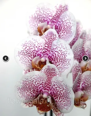 Купить орхидеи фаленопсис орхидеи укорененные черенки - Cuttingsbrief