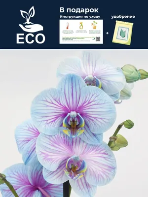 Фаленопсис гибрид орхидея О466 купить в Москве с доставкой - Корзина Цветов