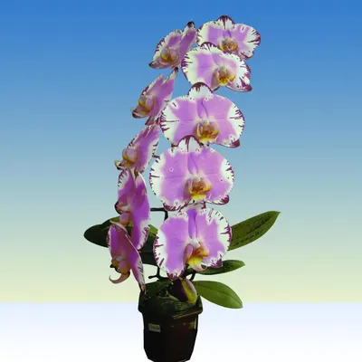 Орхидея фаленопсис Phal. Doreen стандарт 1.7 (торфстакан) (ID#1941989496),  цена: 235 ₴, купить на Prom.ua