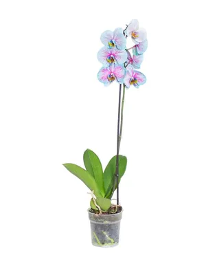 Искусственные орхидеи фаленопсис в вазе – заказать на Ярмарке Мастеров –  L51SUBY | Композиции, Таганрог
