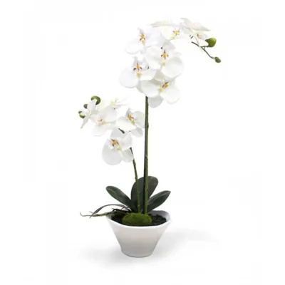 Купить орхидею фаленопсис или дендробиум - радость для любителя цветов