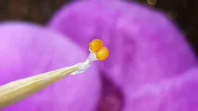 Орхидея Фаленопсис \"Bellisimo\" розовая