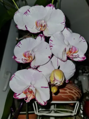 Семена орхидеи (+ видео) | Все о цветах | Дзен