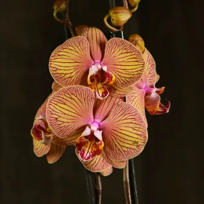 Орхидея Фаленопсис 2 ст h100 см