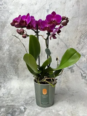 Искусственный цветок Орхидея фаленопсис белая 40 см в слеклянной вазе —  цена в Оренбурге, купить в интернет-магазине, характеристики и отзывы, фото