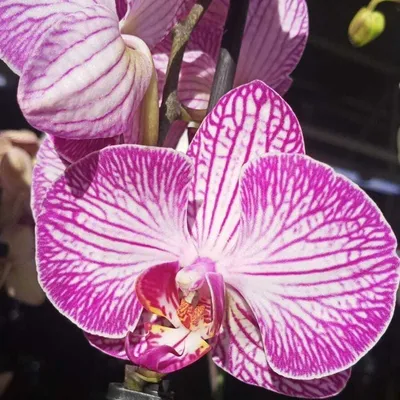 Как получить семена орхидеи самому дома | Олесечкины сказки | Дзен