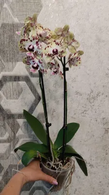 РАЗМНОЖЕНИЕ ОРХИДЕИ СЕМЕНАМИ 🌺 КАК ВЫРАСТИТЬ #ОРХИДЕИ_ИЗ_СЕМЯН  #orchids#phalenopsis #oldenburgru#109 - YouTube