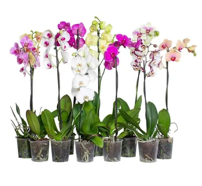 Семена орхидеи фаленопсис фото фотографии