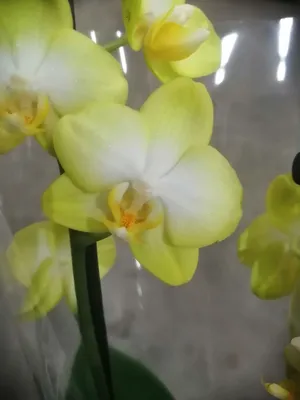 Орхидея Фаленопсис микс D-9 купить в интернет-магазине Доминго