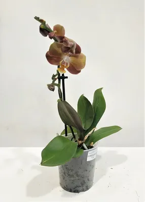 Орхидея Фаленопсис ø12 h50 см Росток – купить в Алматы по цене 3320 тенге –  интернет-магазин Леруа Мерлен Казахстан